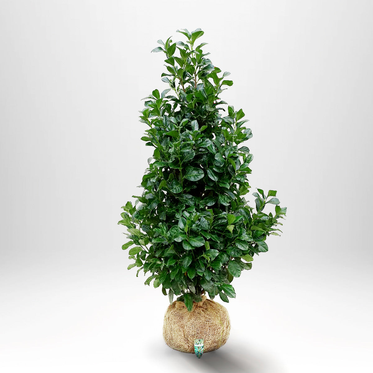 Laurel Etna RB - Prunus laurocerasus - Rotklump